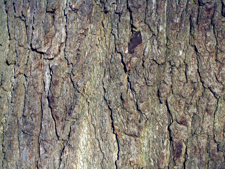 the bark on an oak tree is brown