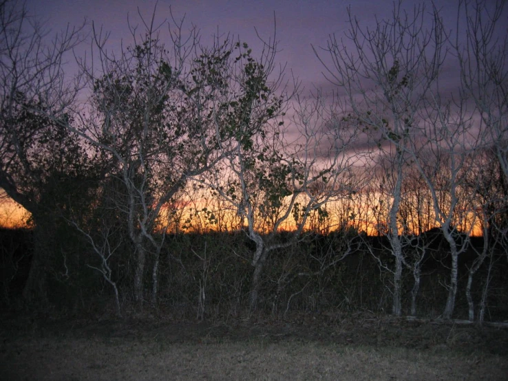 a view looking through some small trees into a sunset