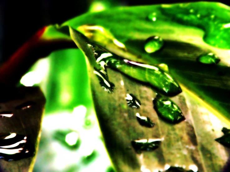 drops on green leaf and leaves inside the water