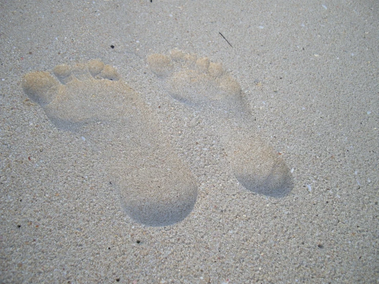 a pair of animal prints in the sand