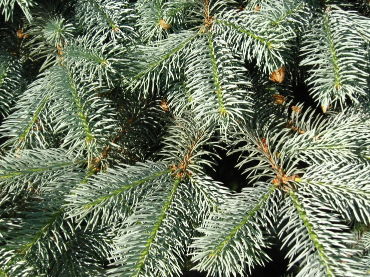 the nches of a pine tree are showing green needles