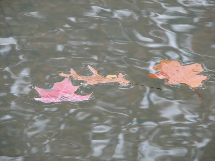 leaves floating on the surface of a lake