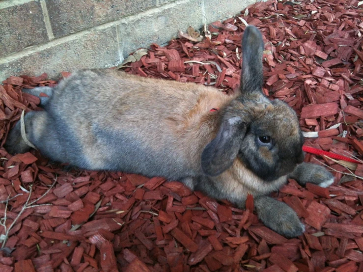 a rabbit is sitting in the pile of wood chips