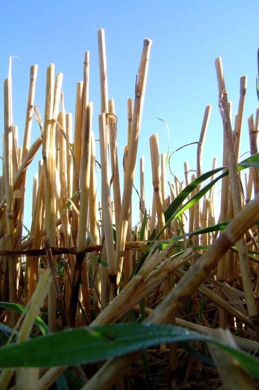 a picture of some tall grass and a blue sky