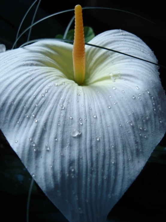 closeup po of white flower with rain drops