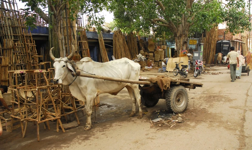 a man pulling a steer down the middle of a road