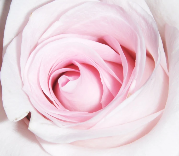 the center of a pink rose flower is closeup