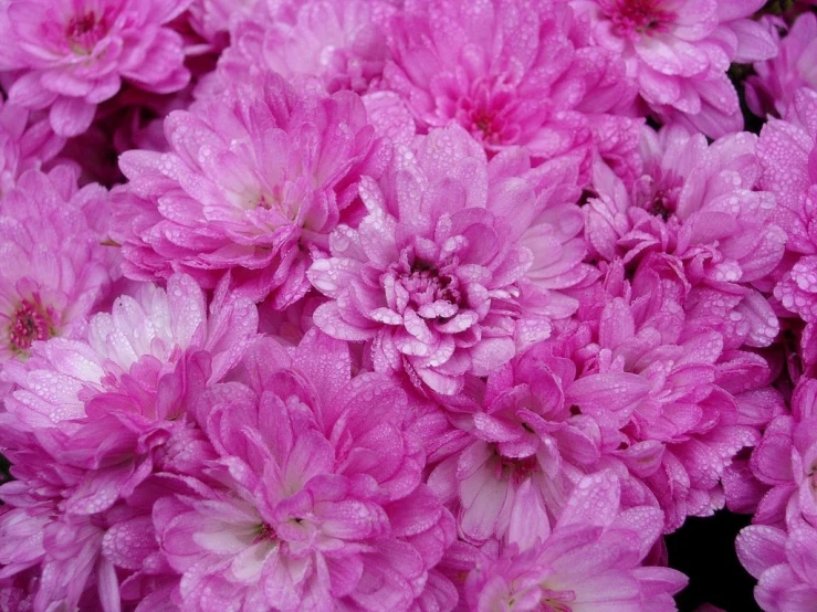 pink flower blooms with water droplets on them