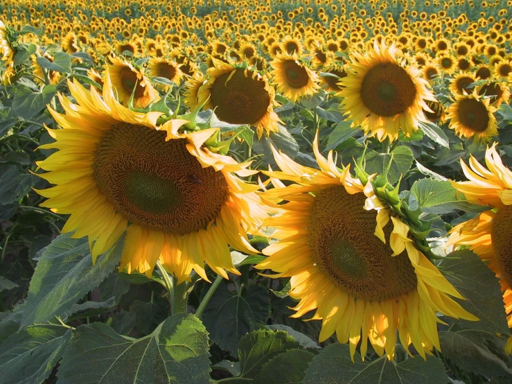 a large field of sunflowers are seen with the sky in the background