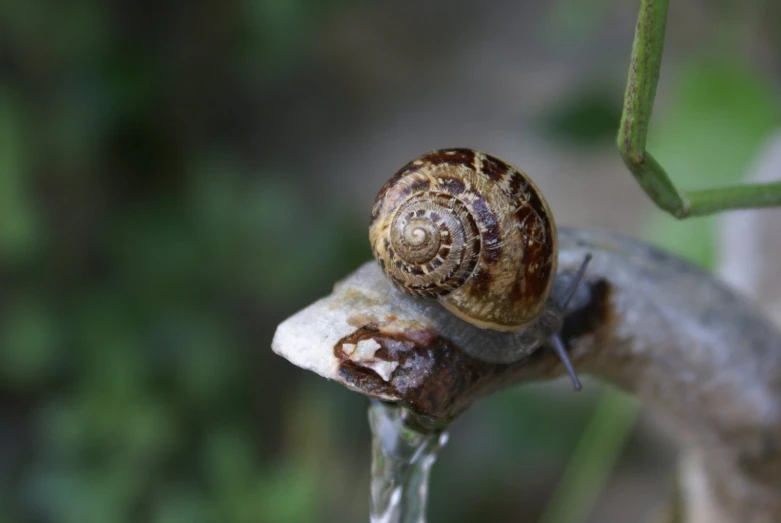 a snail is crawling on top of a plant