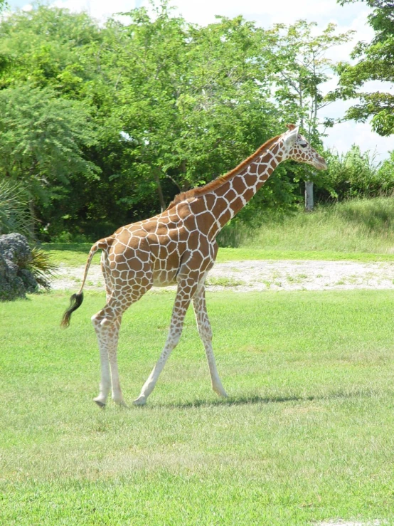 a large giraffe walks across the grass
