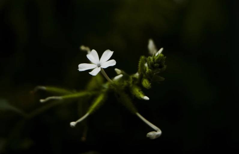 a white flower with a stalk sitting on a table