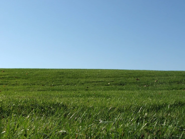 a field that has a very large amount of green grass