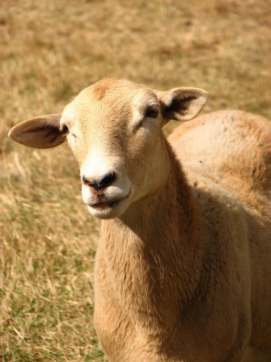 a small sheep is standing in the grass