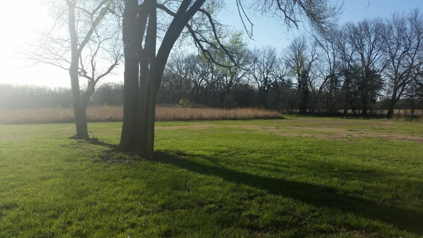 a field with trees, grass and sun