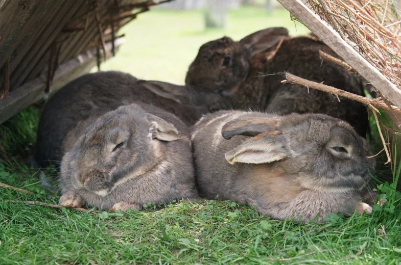 rabbits relaxing under an outhouse on grass