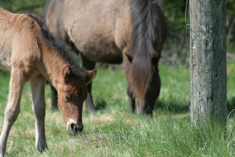 a little horse that is grazing in the grass