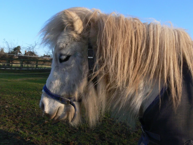 a horse with long hair in the middle of a field