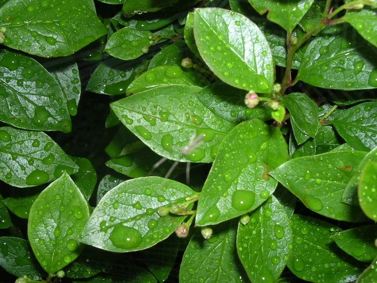 a bush with green leaves covered in water droplets