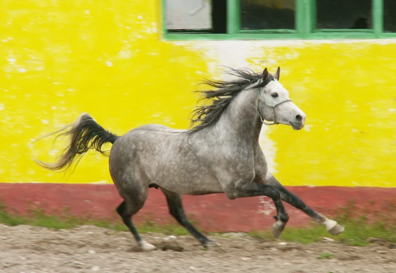 a horse with its  out running