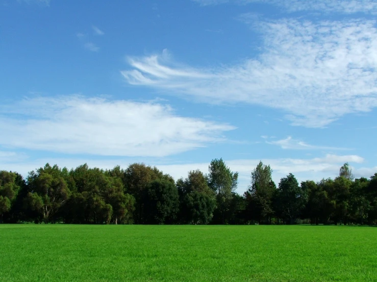 an open field that has grass on it