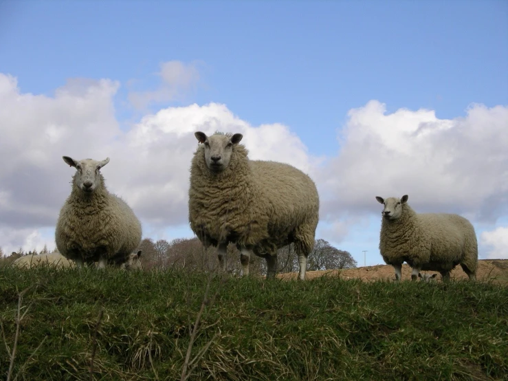 four sheep standing on a lush green hillside