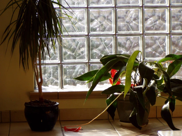 a potted plant next to a window with clear panes