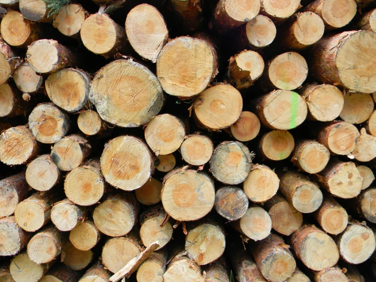 logs are stacked up on the ground to make a nice background
