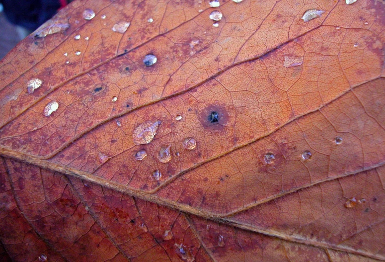 leaves with water drops on them sit in front of a woman