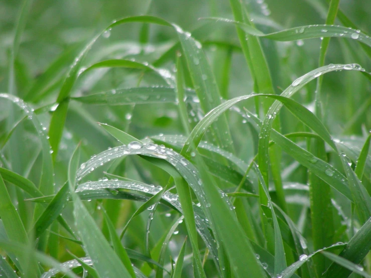 a field with green grass covered in dew