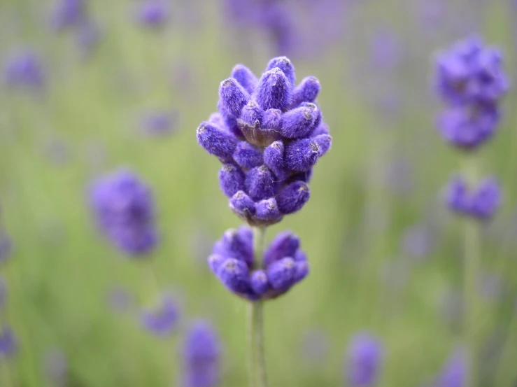 purple flowers that are in a field