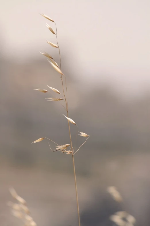 some dry grass standing in front of some blurry background