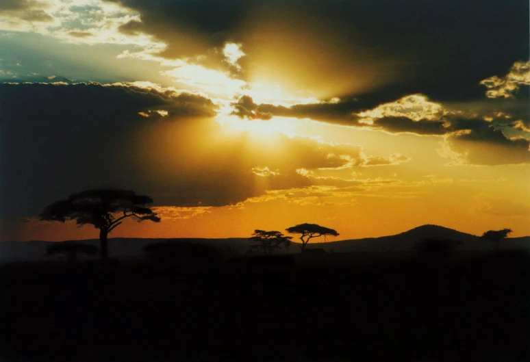 an african sunset with trees in the foreground