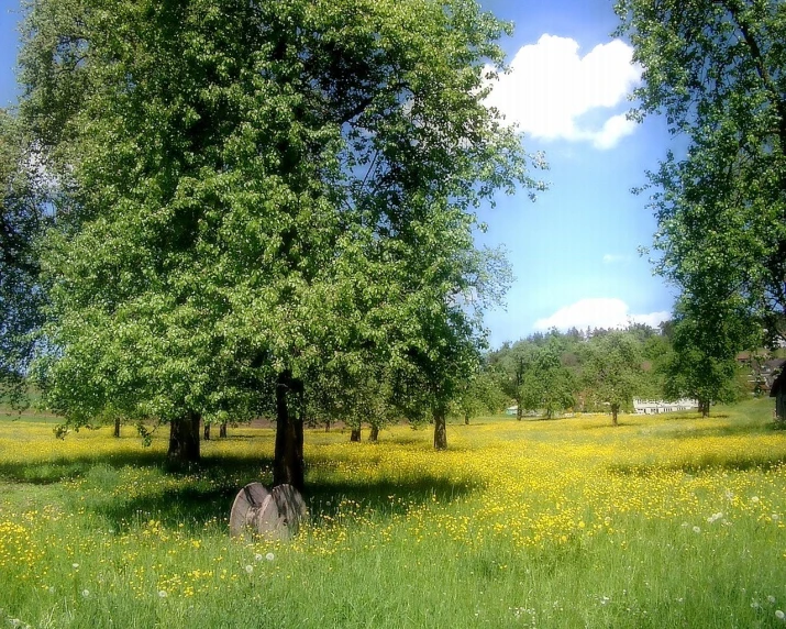 a field covered in yellow flowers and trees