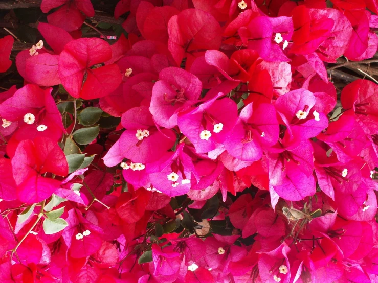 a wall with many pink flowers in it