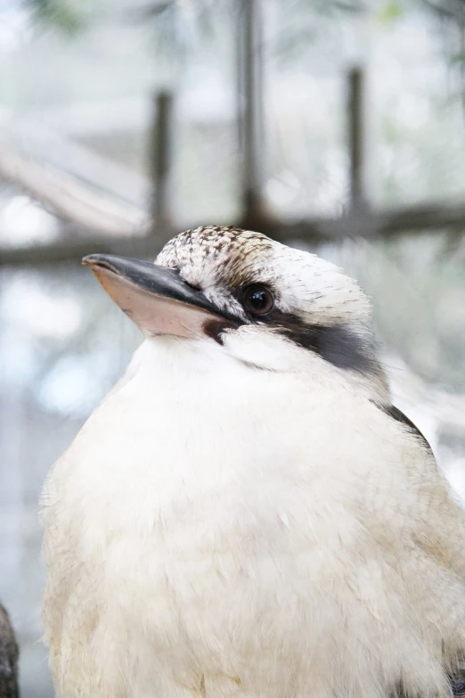 a bird is sitting on the nch in front of a tree