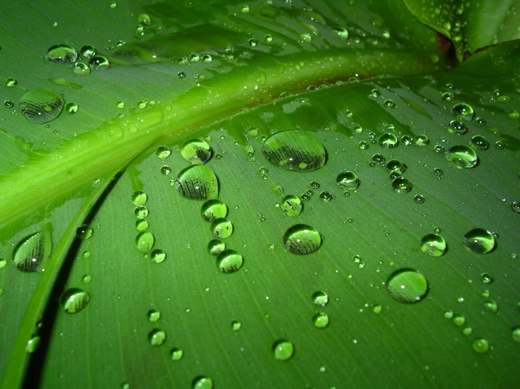 raindrops are on green leaves with droplets