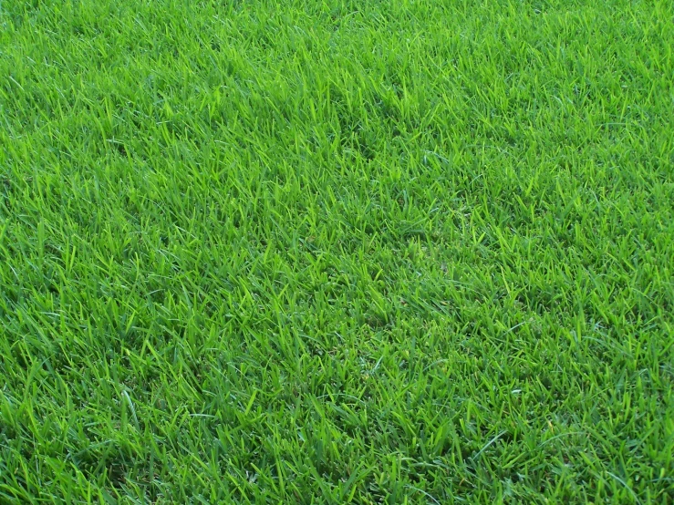 green field with one fire hydrant in middle of the ground