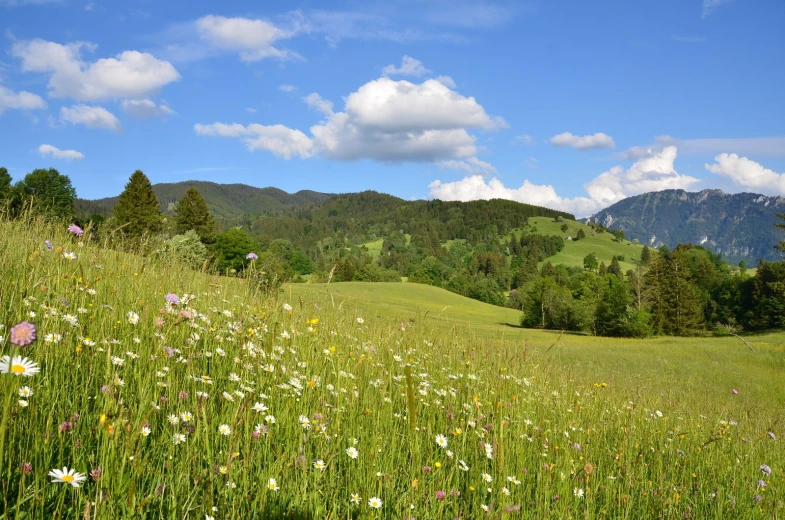 flowers growing on a grassy hillside with a mountain range behind