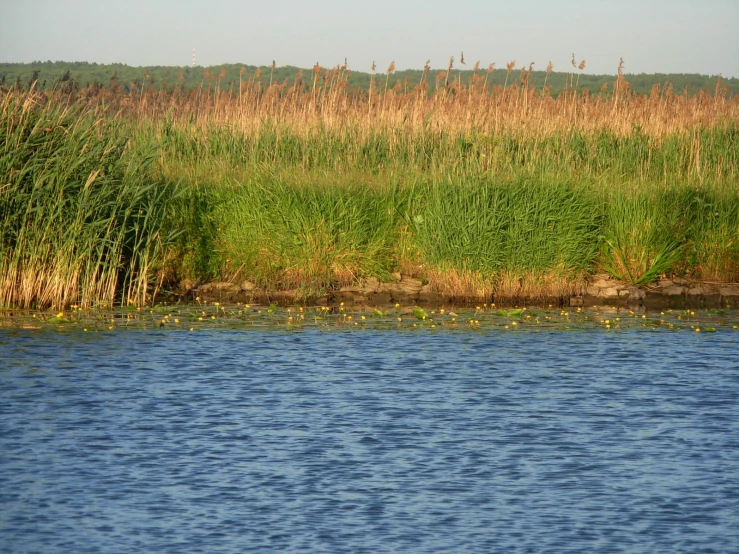 reeds along the bank of a lake next to a field