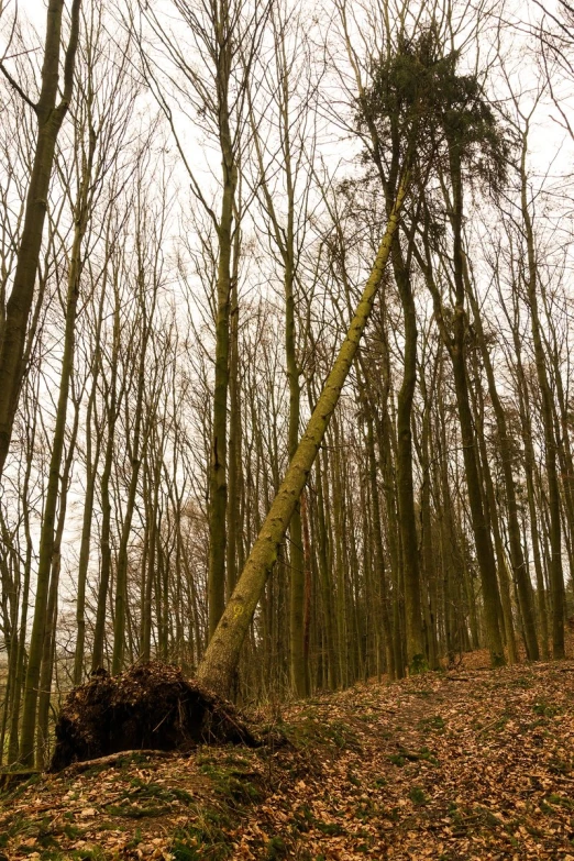 an image of the woods during winter time