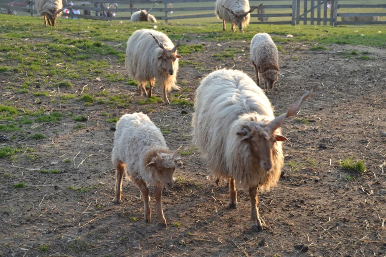 a herd of sheep grazing on a field