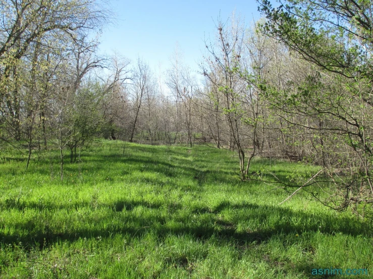 a grassy area with many trees and grass