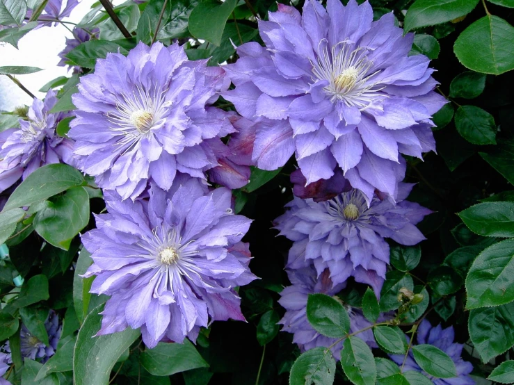 purple flowers are growing out of a bush