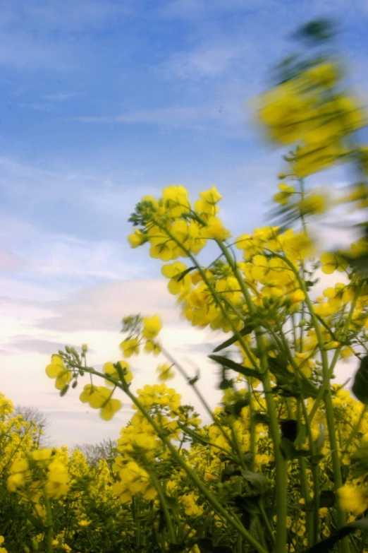 a tree filled with lots of yellow flowers