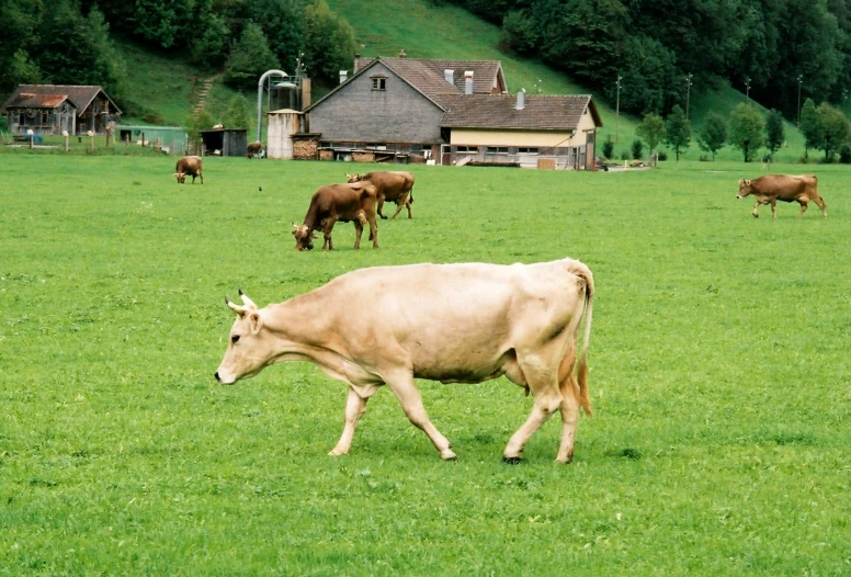 a small cow is running across a field