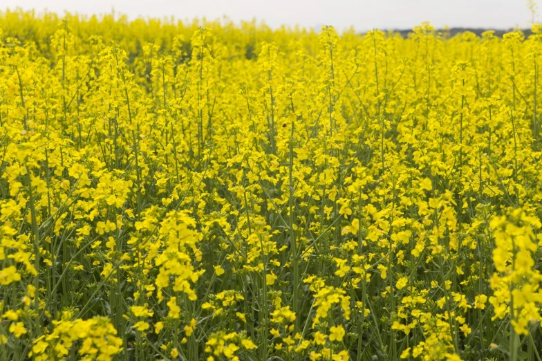 a field that has yellow flowers in it