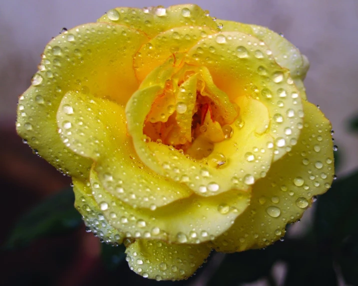 a yellow rose with water droplets covered leaves