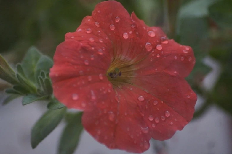 a flower with rain droplets on it