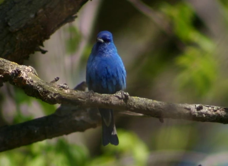 a blue bird with white crest sitting on tree limb